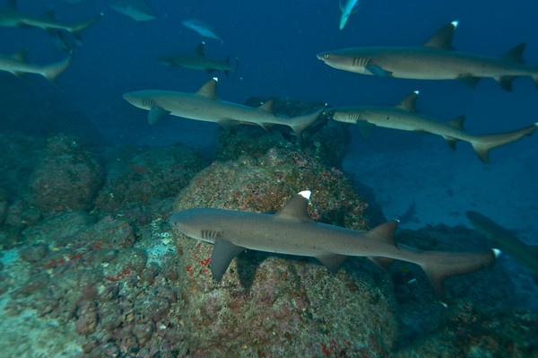 whitetip reef sharks