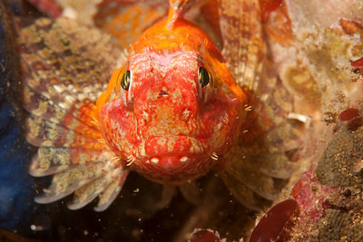 original underwater photo