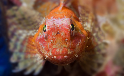 underwater photo after processing in photoshop