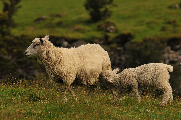 new zealand sheep - f8 and be there