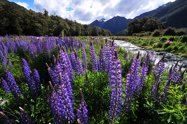 sigma wide angle lens review