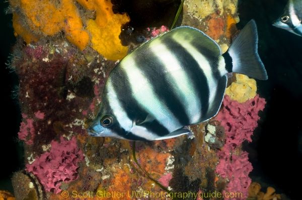 underwater fish photography behind a dome port