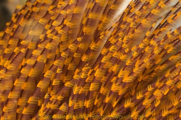 closeup of a featherduster worm
