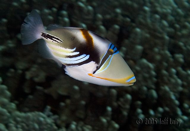 fish while diving kona, hawaii