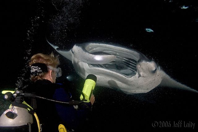 Kona manta ray