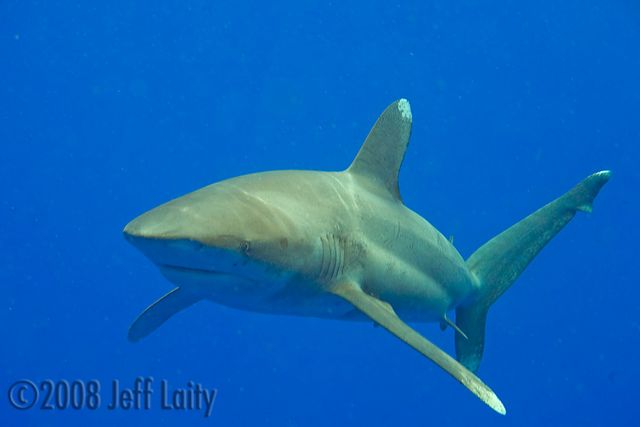 kona whitetip shark