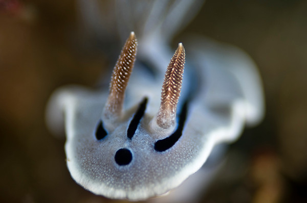 nudibranch with nice bokeh