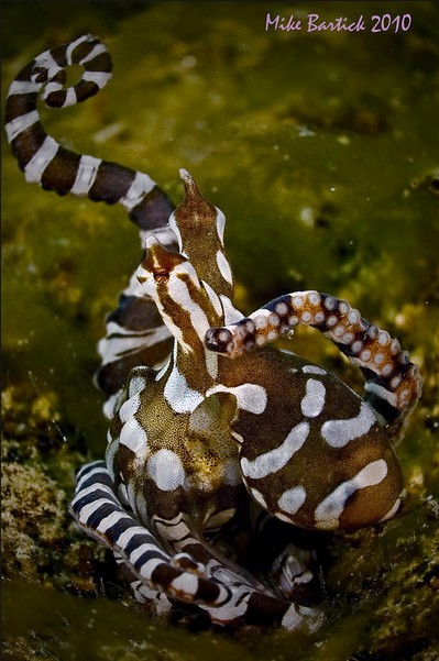 wonderpus octopus behavior