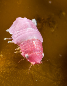 amphipod supermacro underwater photography