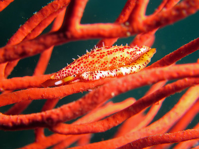 simnia snail underwater channel islands