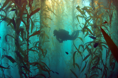 kelp at santa cruz island