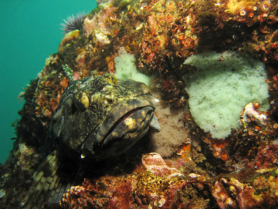 cabezon with eggs, underwater california