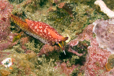 simnia snail underwater photography