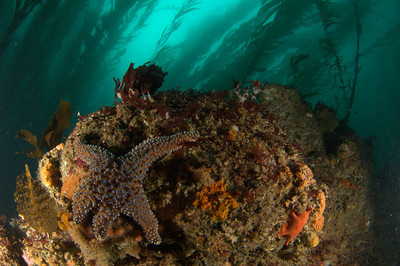 underwater photography of a sunflower star