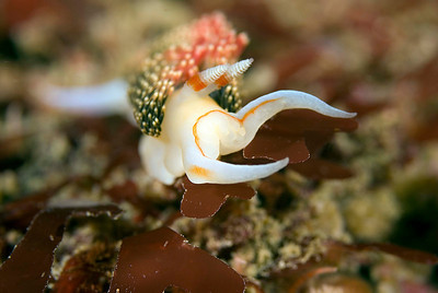 california nudibranch underwater photo