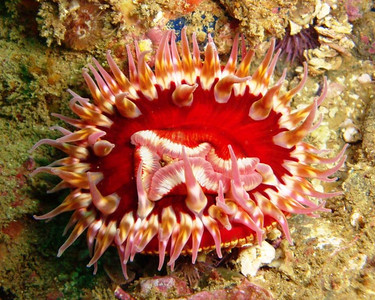 underwater anemone
