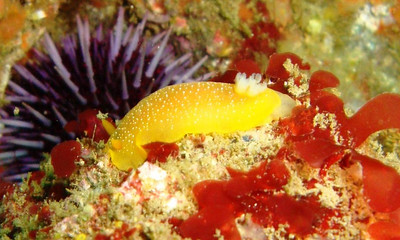 california nudibranch underwater photo