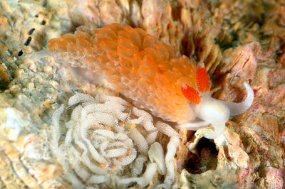 rare nudibranch southern california underwater