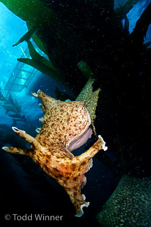 sea hare in kelp, southern california