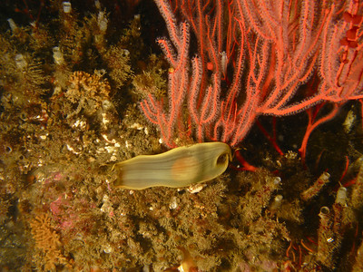 swell shark egg underwater