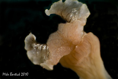 inon endoscope macro wide angle lens photography