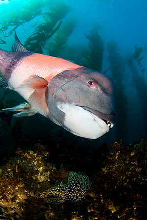 underwater photography sheephead in a kelp forest, santa cruz island