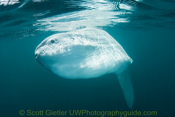 mola mola sunfish underwater photo