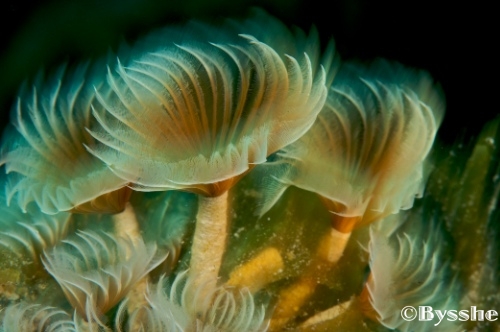 curacao underwater photography