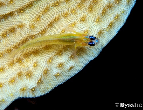 Curacao peppermint goby underwater photo