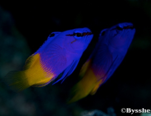 curacao fish photography
