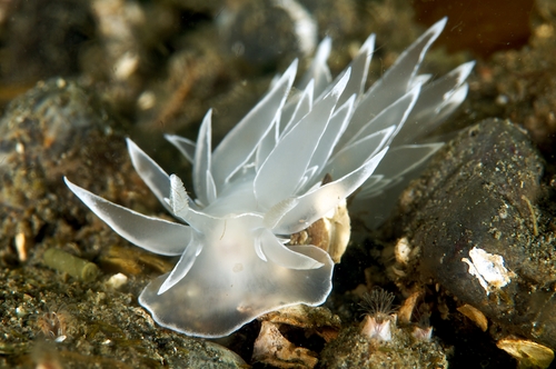 british columbia underwater photography