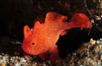 diving Anilao, batangas