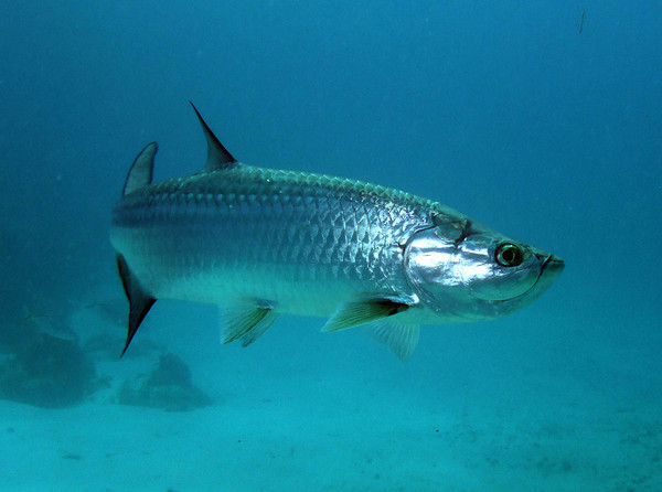 tarpon seen while diving underwater in Belize