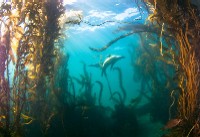 best diving destinations channel islands