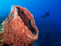 diving Cozumel, Mexico
