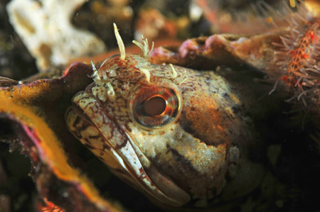 sarcastic fringehead underwater photography