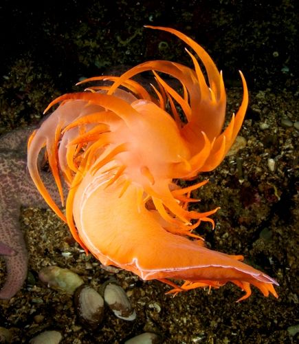 british columbia nudibranch