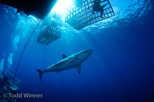guadalupe white shark diving