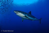 diving guadalupe island with great white sharks