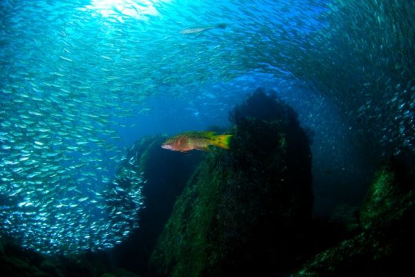 schooling fish underwater in the sea of cortez