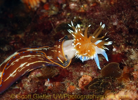 underwater photography of navanax eating a nudibranch