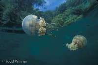 diving Palau, micronesia