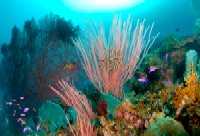 diving png, papua new guinea