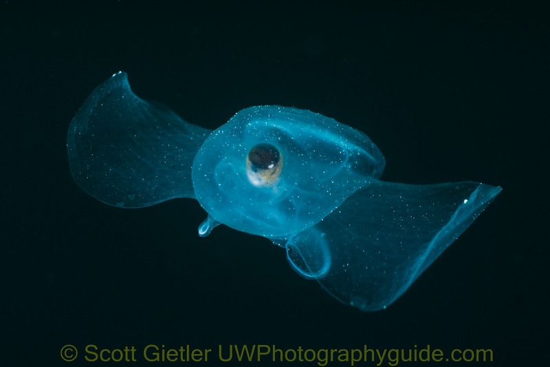 sea butterfly underwater photography