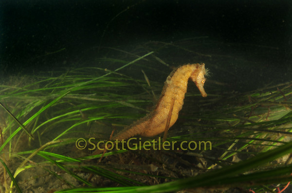 pacific seahorse in san diego