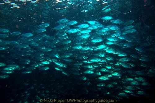 schooling fish underwater, sipadan