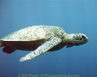 diving sipadan island