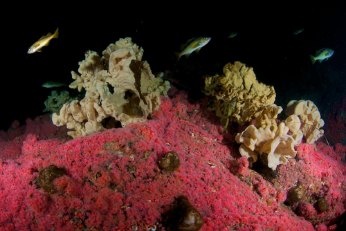 strawberry anemones cloud sponges