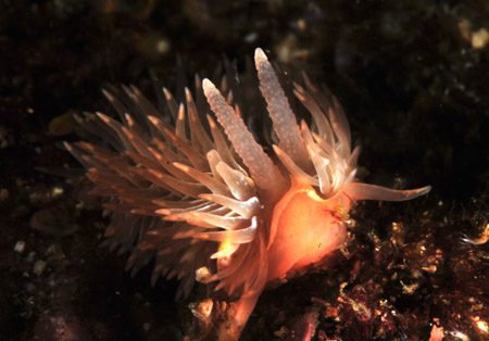 strobe lighting underwater
