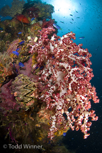 diving truk lagoon